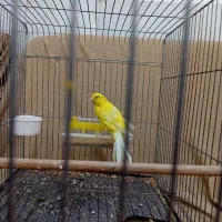 فروش قناری ماده