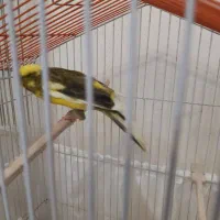 قناری ماده رسمی