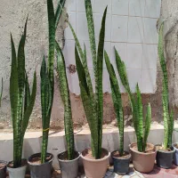 ۸ عدد سانسوریا شمشیری