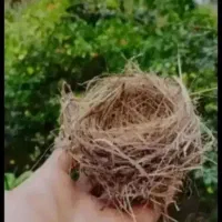 قناری فول دستی دونه ای 8000000ریال