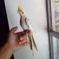 عروس هلندی