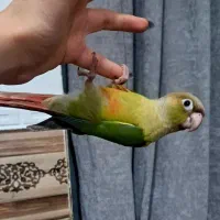 جوجه گرینچیک تازه دونه خور بازیگوش و دستی