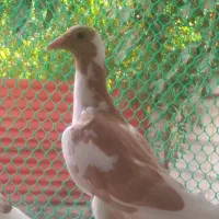 جوجه ابِلغ آلمانی