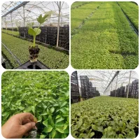 تولید مکانیزه انواع نشا هندوانه،نشاء گوجه،فلفل و