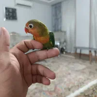 جوجه کوتوله
