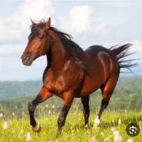 سوارکاری