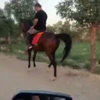 اسب|اسب و تجهیزات اسبسواری|نورآباد ممسنی, |دیوار
