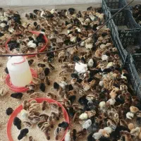 اردک پکنی  جوجه گلپایگان جوجه رنگی