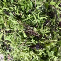 سبزی تازه محلی  تحویل فوری امشب فقط