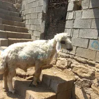 کاوه قوچ