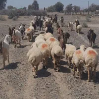 میش وبزی ونری
