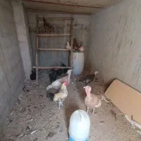 مرغ خروس بوقلمون