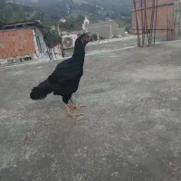 مرغ ترک افقان