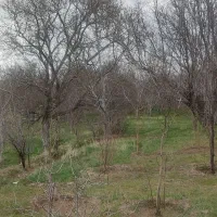 فروش-زمین-باغی