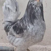 مرغ وخروس گلین