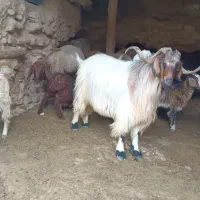 نر بز