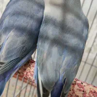 طوطی کوتوله