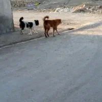کارگزاری