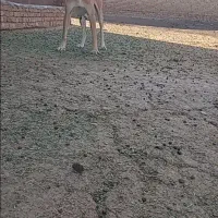 خراسانی ماده
