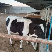 گوساله ماده