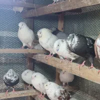 فروش کبوتر پرشی و مولد درجه یک