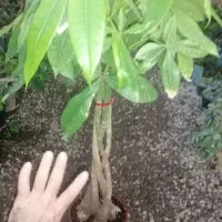 گل و گیاه و بنسای