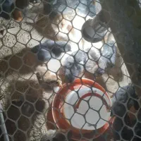 جوجه۴۵روزه حدود ۲۰عدد