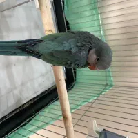 طوطی راهب ابی اوپال