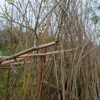 نهال توت هلندی