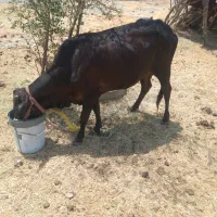 گستر چاق