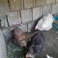 مرغ چینی. یا پا پری۸۵۰تومان