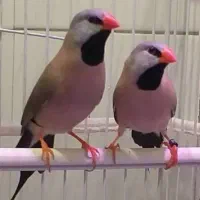 پرنده فنچ کرواتی به متن توجه کنید