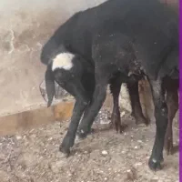 بره ماده فروشی