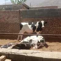 گوساله نر
