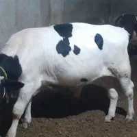 گوساله نر