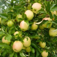 تولید نهال سیب گلدن رندرز