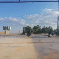 کبوتر|پرنده|دشتابی, |دیوار