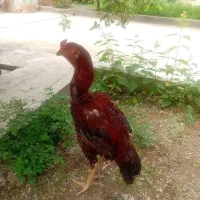 لاری اصل