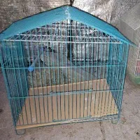 قفس پرنده نو