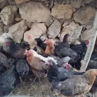 مرغ وخروس
