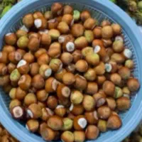 فندوق شمال