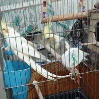 عروس هلندی جفت نر و ماده سخنگو با دوتا قفس