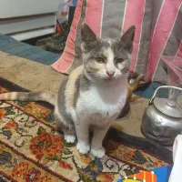 واگذاری بچه گربه مهربون