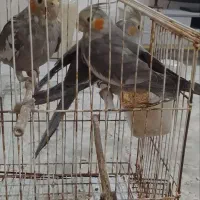 طوطی عروس