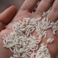 200 کیلو برنج ایرانی کشت دو رستورانی