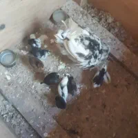 تخم مرغ نطفه دار گلین