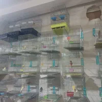 تعدادی  قناری نر ماده اماده اخر مسکن بعد کفش مارکت
