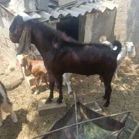فروش دو عدد پازن چاق وه سر حال