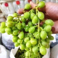 غوره ترش ابدار