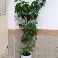 گل طبیعی